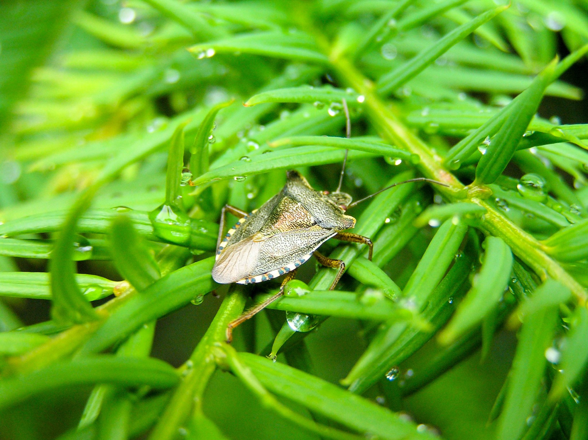 Invertebrate surveys | Darwin Ecology