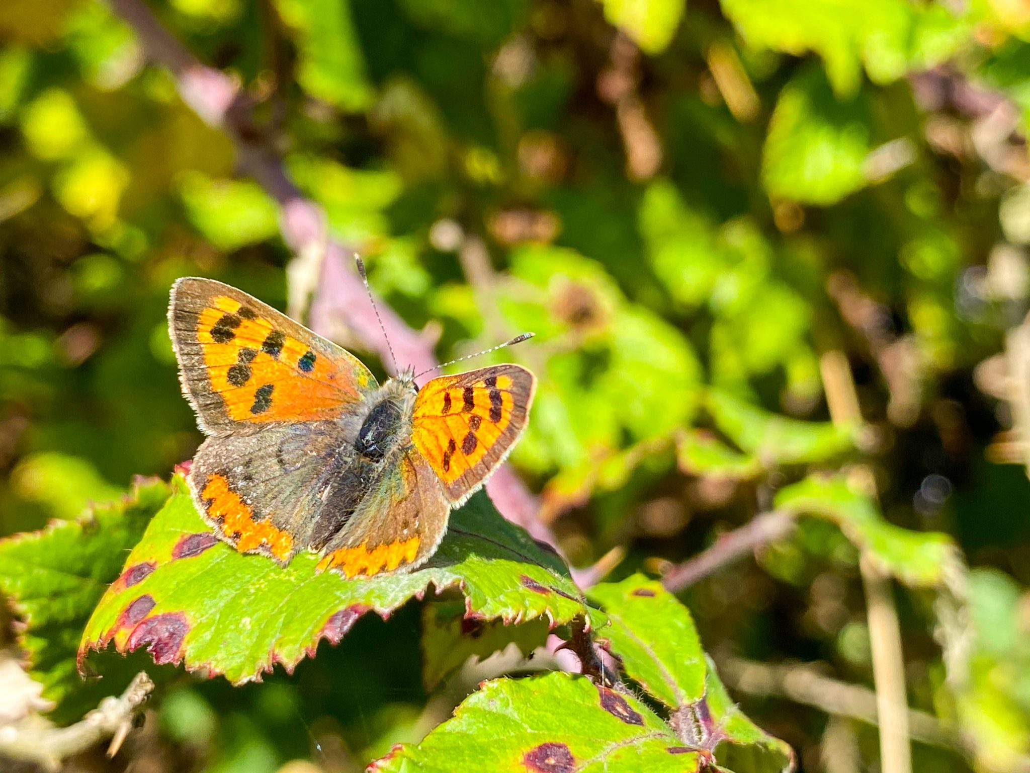 Invertebrate surveys | Darwin Ecology