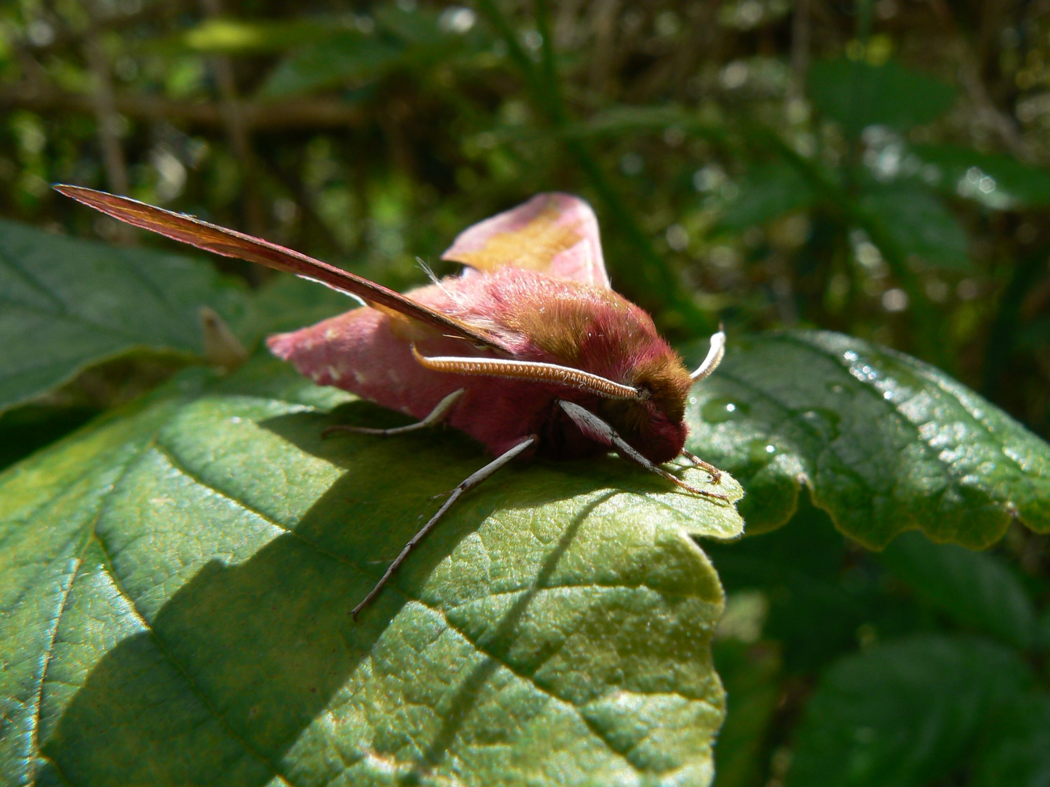 Invertebrate surveys | Darwin Ecology