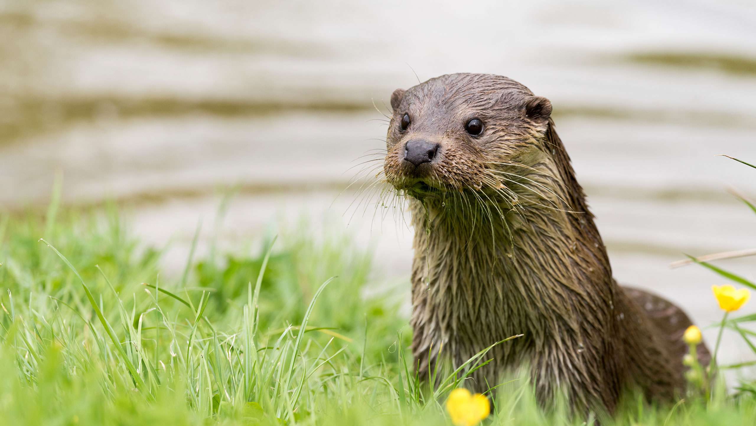 Otter Surveys Darwin Ecology